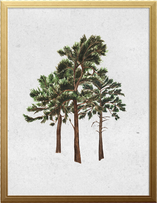 West Coast Forest Art Print   Mexican Pinyon  HD Png DownloadTransparent PNG