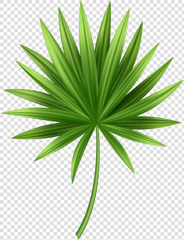 Tropical Leaves Png   Clip Art Tropical Leaves Png  Transparent PngTransparent PNG