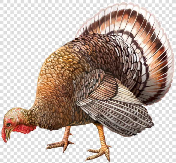 Transparent Pavo Png   Dindon Png  Png DownloadTransparent PNG