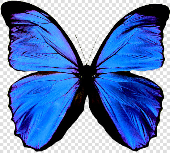 Mariposas En Formato Png   Green Butterfly Means  Transparent PngTransparent PNG