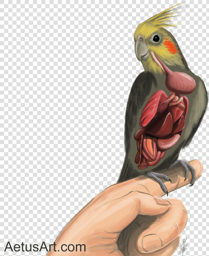 Cockatiel Internal Anatomy  completed Nov 2015    Internal Cockatiel Anatomy  HD Png DownloadTransparent PNG