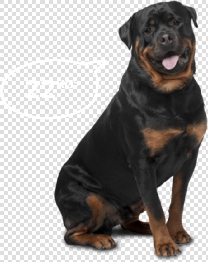 Big Dogs   Bi monthly   Rottweiler Labrador German Shepherd  HD Png DownloadTransparent PNG