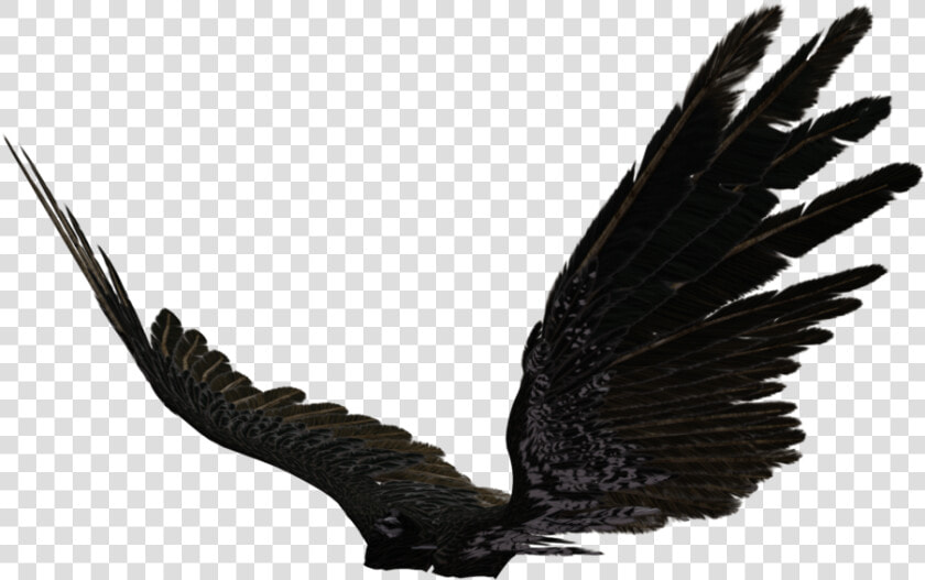 Dark Angel Clipart Transparent   Black Angel Wings Side View  HD Png DownloadTransparent PNG