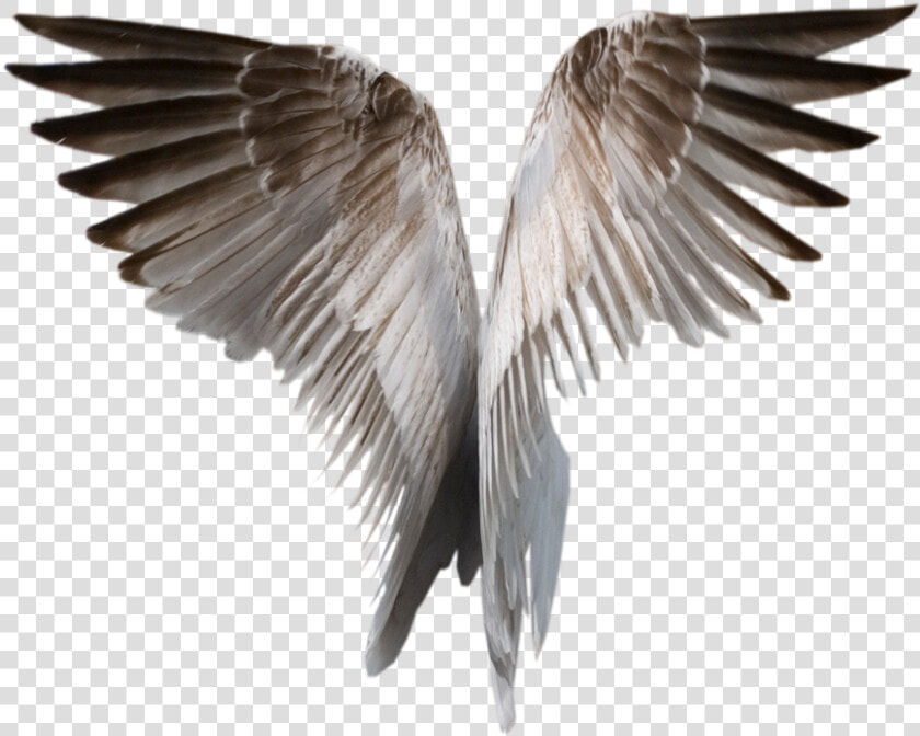 Wings Png   Realistic Wings Transparent Background  Png DownloadTransparent PNG