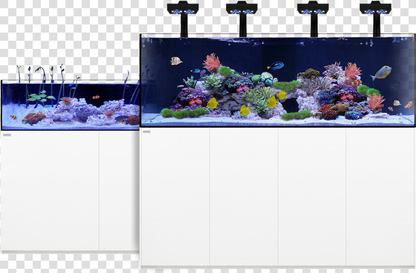 Transparent Aquarium Clipart   Waterbox Aquariums  HD Png DownloadTransparent PNG