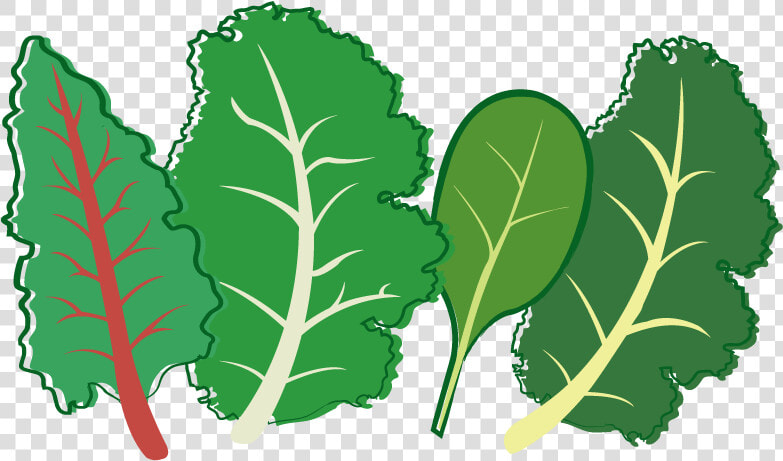 Herb Leaf Vegetable Plant Stem Seed   Leafy Greens Clipart Transparent Background  HD Png DownloadTransparent PNG