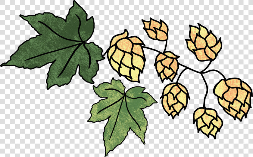 Hops And 2 Leaves  HD Png DownloadTransparent PNG