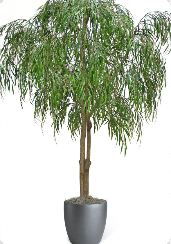 Weeping Willow Png  Transparent PngTransparent PNG