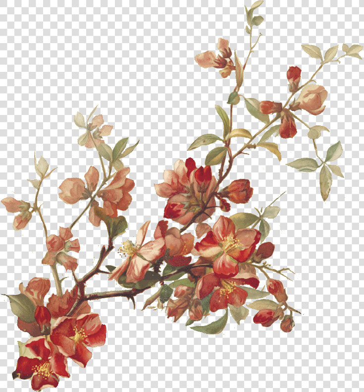 Cherry Blossoms Botanical Illustration  HD Png DownloadTransparent PNG