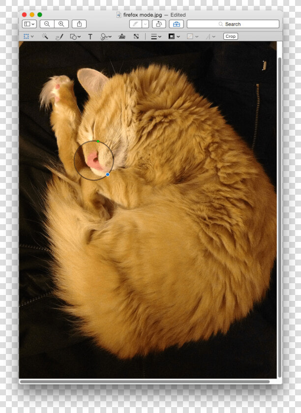 Inserted Loupe   Cat Yawns  HD Png DownloadTransparent PNG