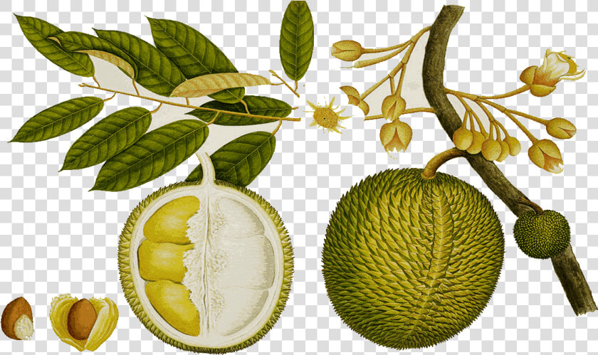 Durian Tree Clipart   Jackfruit Botanical Drawing  HD Png DownloadTransparent PNG