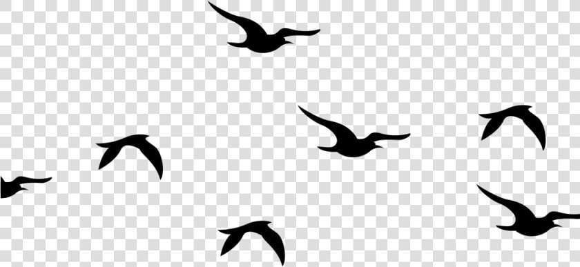 Flying Birds Silhouette Png Clipart   Png Download   Flying Silhouette Bird Clipart  Transparent PngTransparent PNG