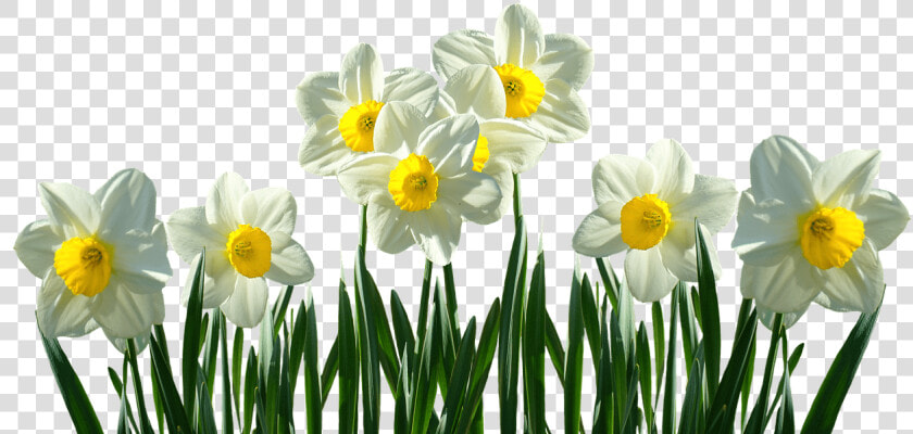 Daffodils Transparent  HD Png DownloadTransparent PNG