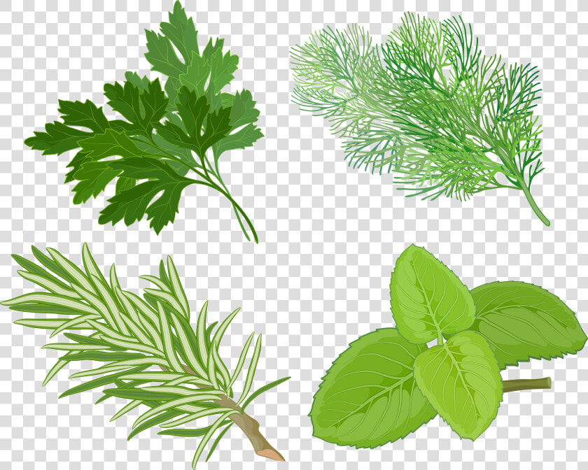 Clip Art Pics Of Herbs Plants   Herb Clipart  HD Png DownloadTransparent PNG