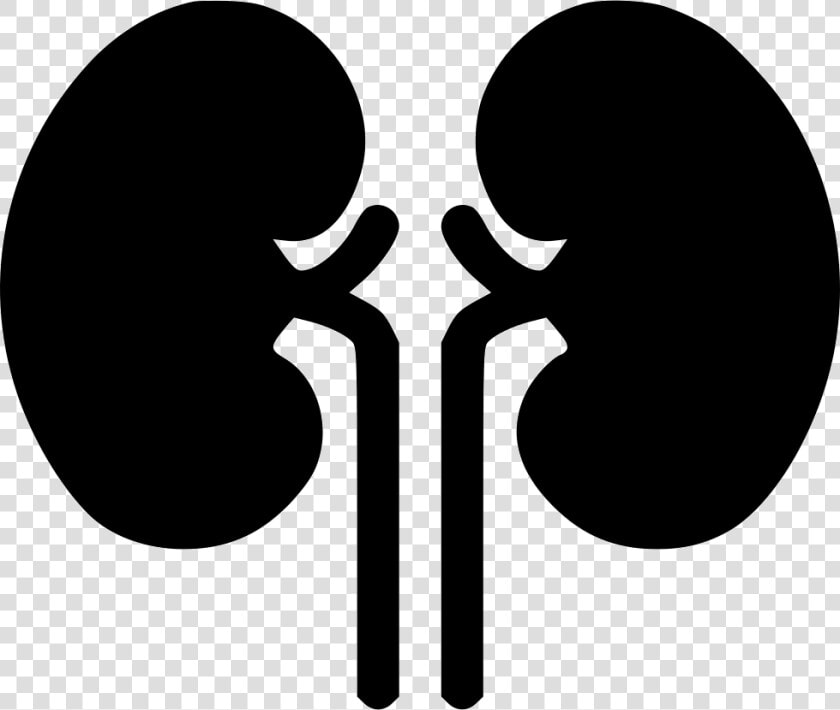 Kidney Organ Health Medical Health Renal Kidneys  HD Png DownloadTransparent PNG