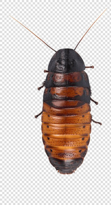 Cockroach Png Hd Quality   Madagascar Hissing Cockroach Transparent  Png DownloadTransparent PNG