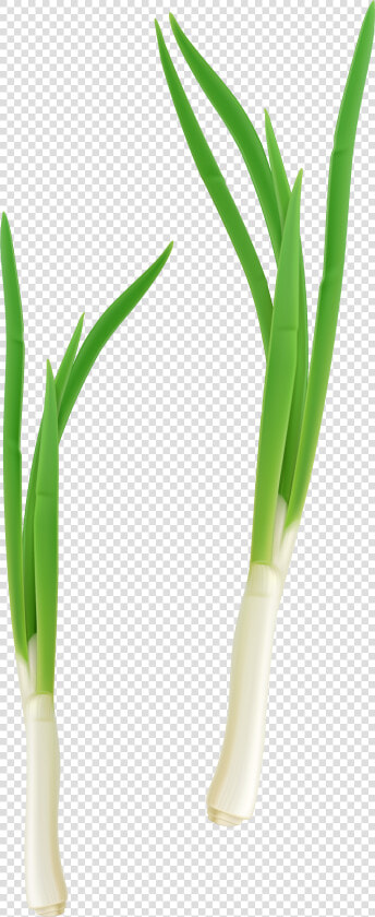 Green Vegetables Png   Cebolla Planta Png  Transparent PngTransparent PNG