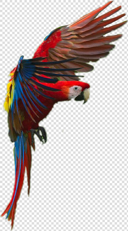  bird  parrot  macaw   Macaw  HD Png DownloadTransparent PNG