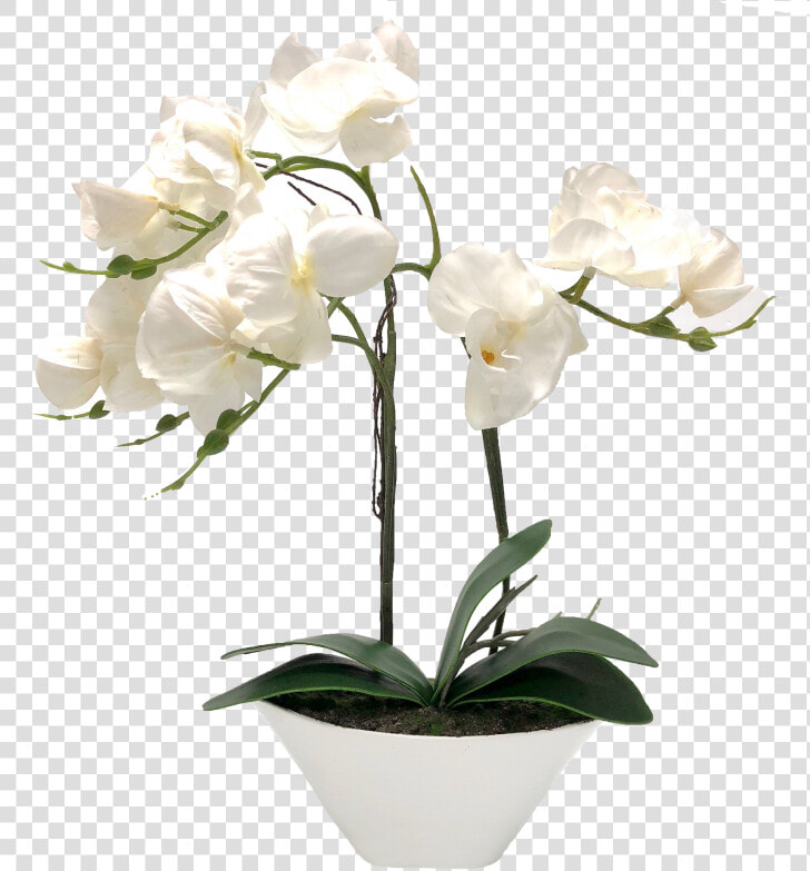 Transparent White Orchids Png   Vase Orchid White Png  Png DownloadTransparent PNG