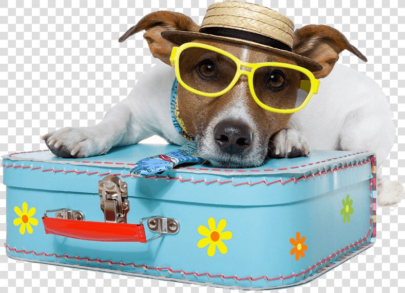 Dog Vacation   Pet Traveling  HD Png DownloadTransparent PNG