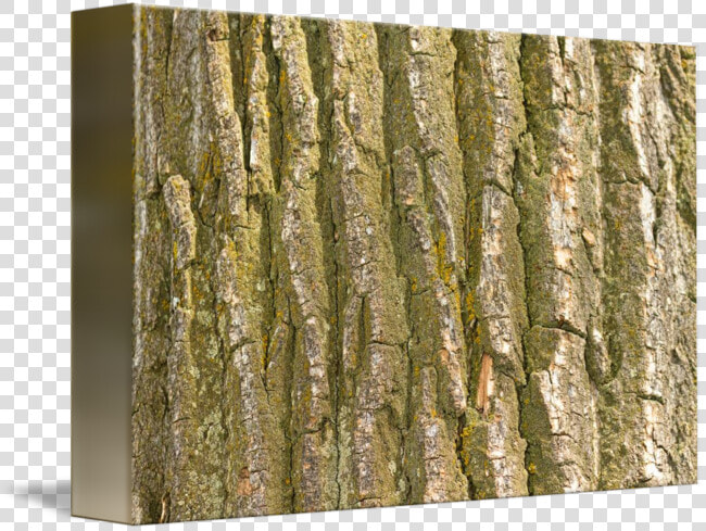 Tree Bark Png   Bark  Transparent PngTransparent PNG