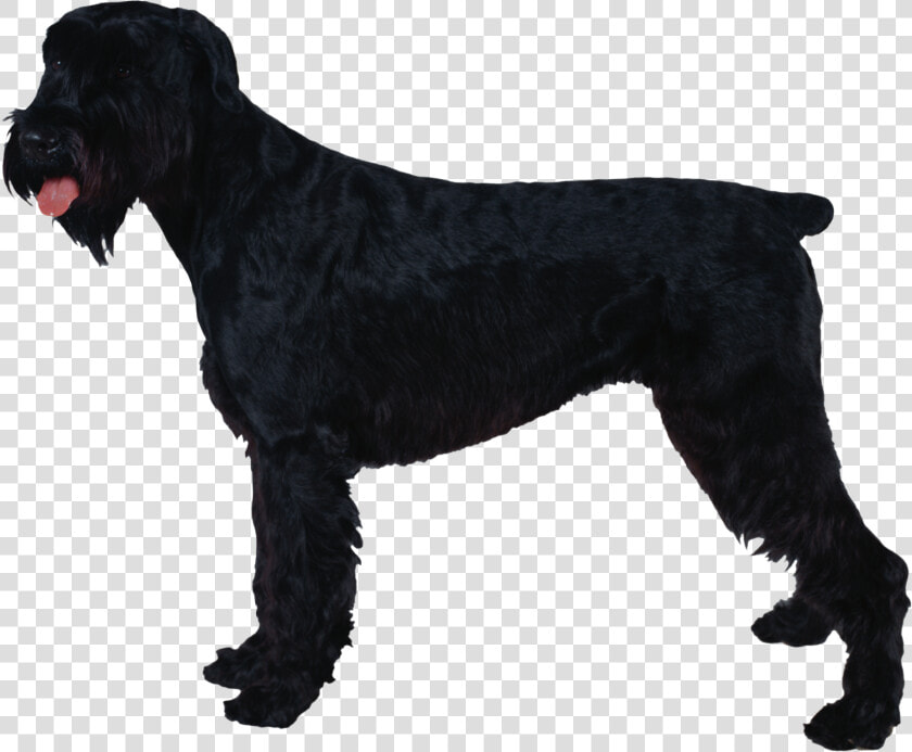 Giant Schnauzer Standard Schnauzer Miniature Schnauzer   Schnauzer  HD Png DownloadTransparent PNG