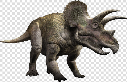 Triceratops Png  Transparent PngTransparent PNG