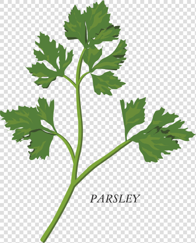 Transparent Parsley Png   Herb Clipart  Png DownloadTransparent PNG