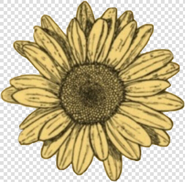  freetoedit  doodle  sunflower  sun  sunshine  flowers   Blue Sunflower Sticker  HD Png DownloadTransparent PNG