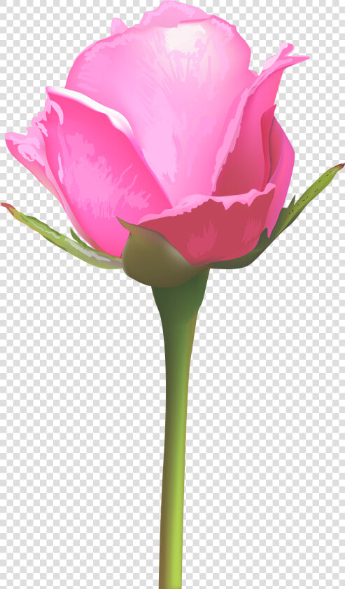 Transparent Rose Stem Png   Single Pink Rose Flowers  Png DownloadTransparent PNG