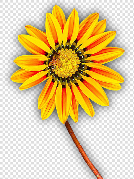 Flower  Yellow  Png  Isolated  Yellow Flower  Blossom   Png Flor Amarilla  Transparent PngTransparent PNG