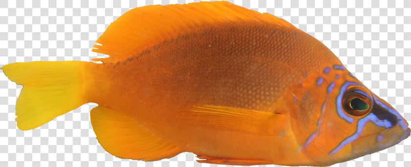 Pomacentridae  HD Png DownloadTransparent PNG