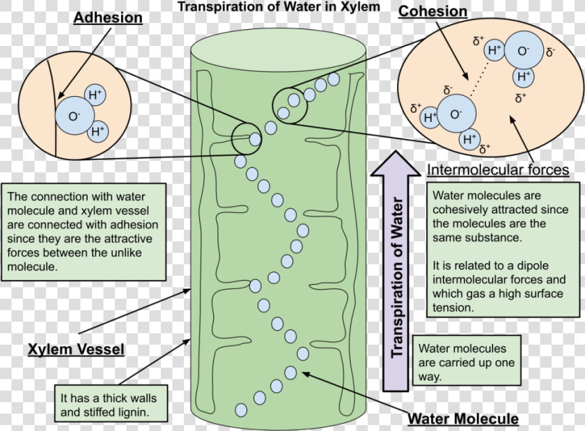 Adhesion In Xylem  HD Png DownloadTransparent PNG