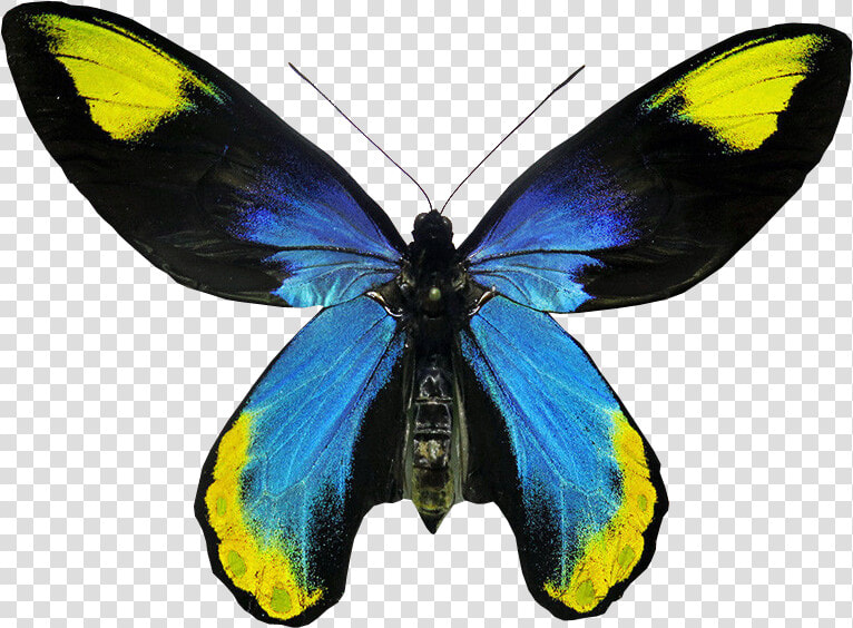 Ornithoptera Victoriae Regis Butterfly   Real Butterfly On Transparent Background  HD Png DownloadTransparent PNG