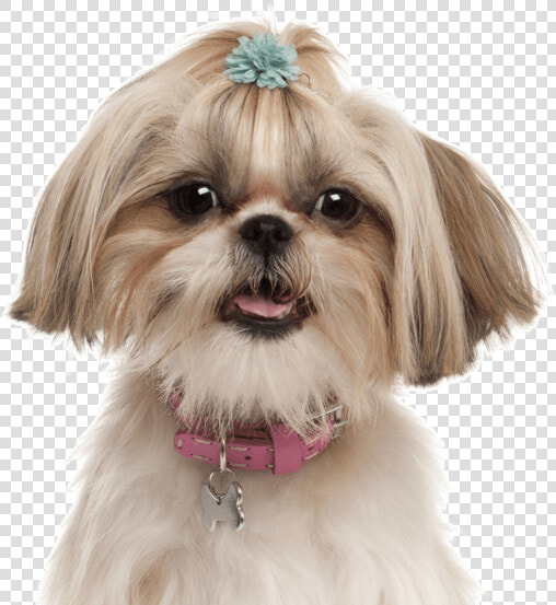 Half Chihuahua Half Shih Tzu  HD Png DownloadTransparent PNG