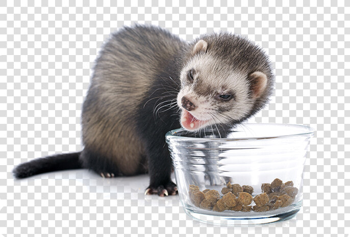 Commercial Ferret Food   Ferrets Png  Transparent PngTransparent PNG