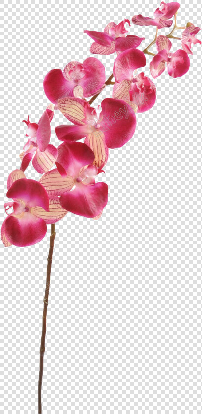 Orchid Transparent Cartoon   Orchid Stems Png  Png DownloadTransparent PNG