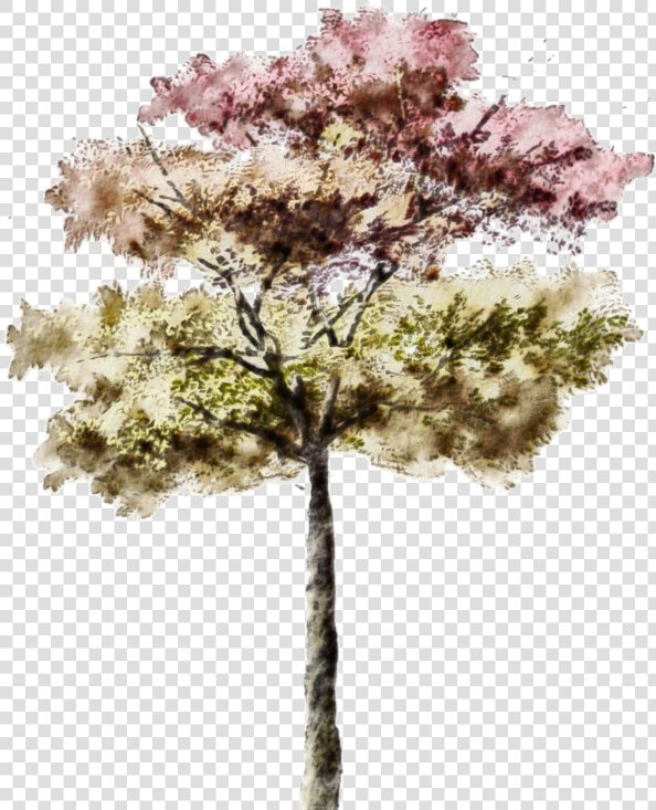 Architectural Rendering Watercolor Tree Png  Transparent PngTransparent PNG