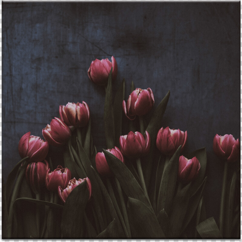 13 Tulips   Обои Тамблер Темные  HD Png DownloadTransparent PNG