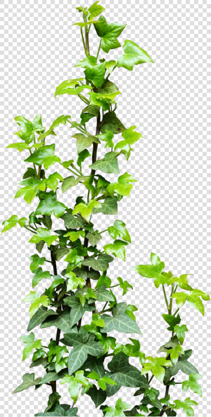 Ivy Vine Png Transparent   Transparent Background Vine Png  Png DownloadTransparent PNG