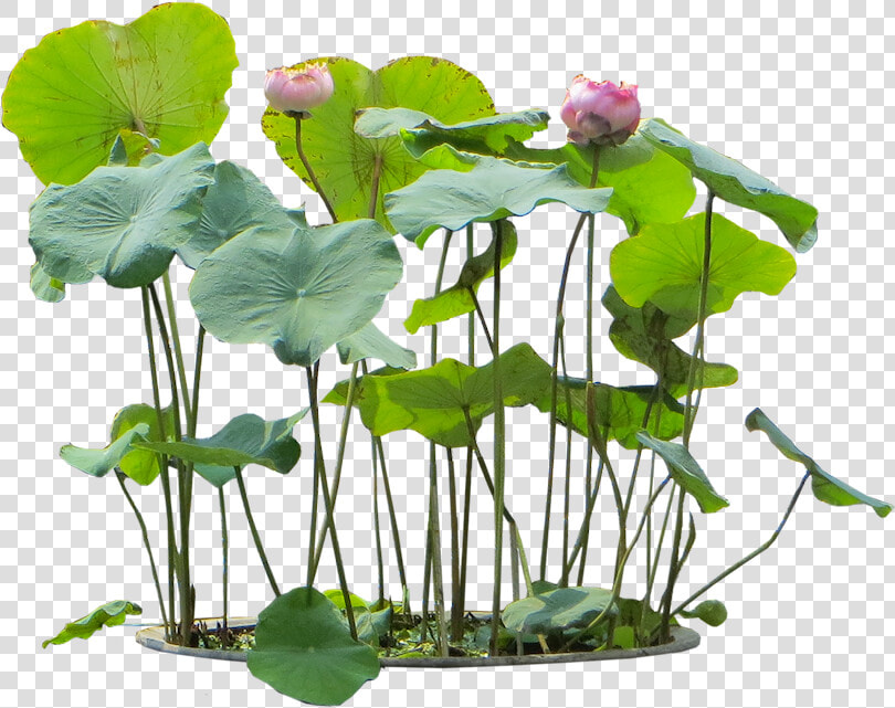 Water Plant Png   Nelumbo Nucifera Png  Transparent PngTransparent PNG