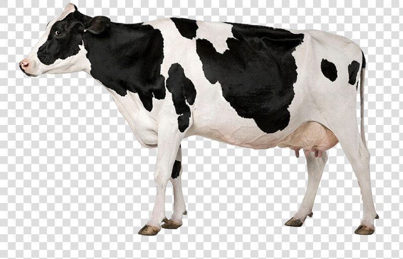 Transparent Vacas Png   Acid And Nutrient In Animal Nutrition  Png DownloadTransparent PNG