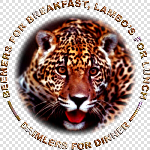 1516402312 Jaguar 600x600  HD Png DownloadTransparent PNG