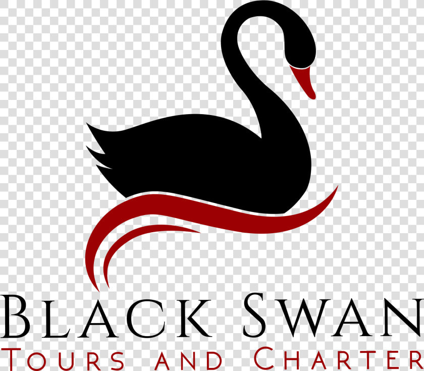 Black Swan   Png Download   Black Swan  Transparent PngTransparent PNG