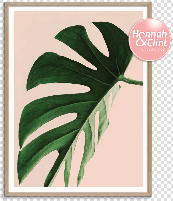 Proud Leaf   Plakat Monstera  HD Png DownloadTransparent PNG