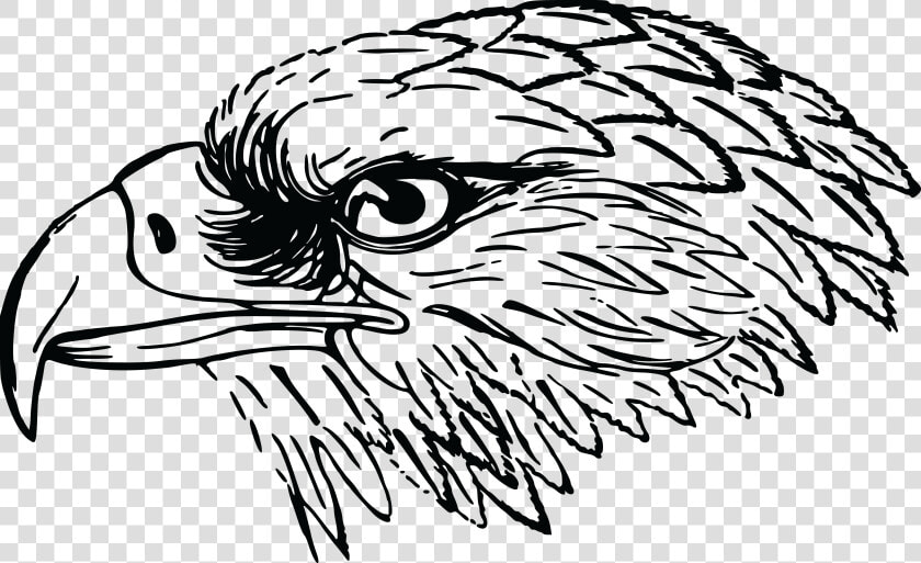 Cute Eagle Png Black And White   Falcon Clipart Black And White  Transparent PngTransparent PNG