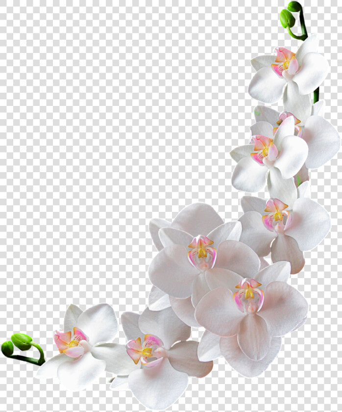 ✿ Orchidée Blanche Png  Tube Fleur ✿ White Flower Png   Orchid Png  Transparent PngTransparent PNG