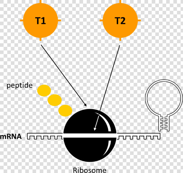 Mrna Translation Regulation   Circle  HD Png DownloadTransparent PNG