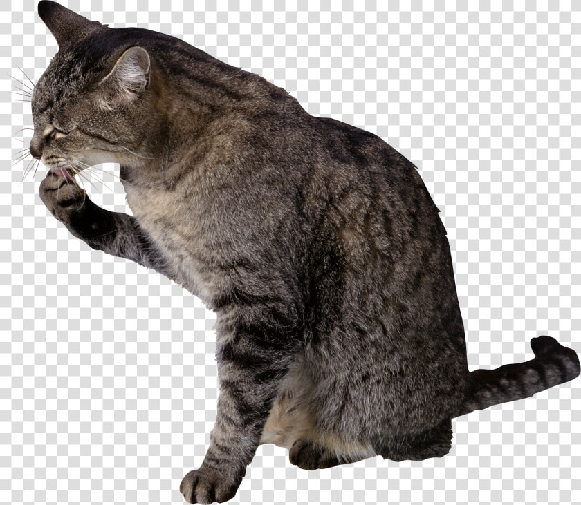 Cat Png   Cat Licking Paw Png  Transparent PngTransparent PNG