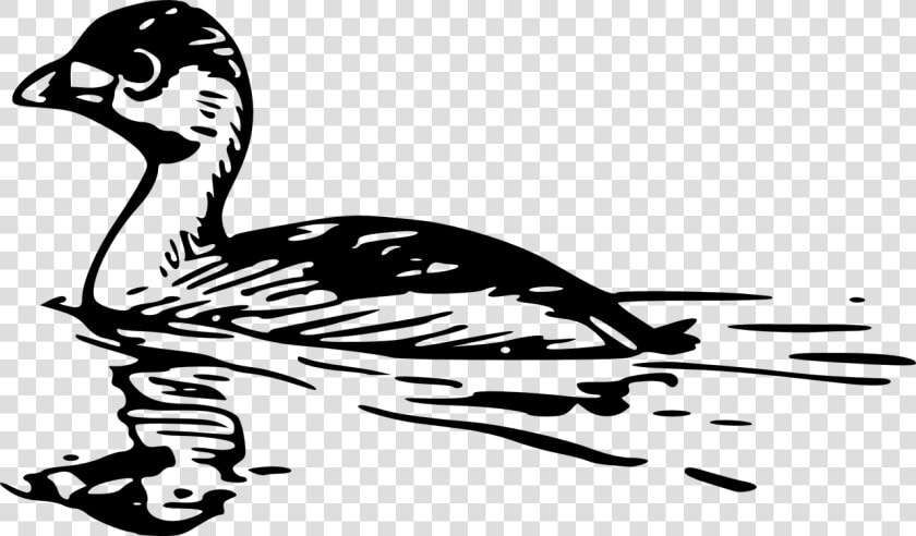 Pied Billed Grebe Drawing  HD Png DownloadTransparent PNG